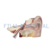 Ear Nose Throat and Eye Models